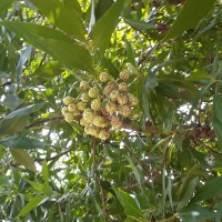 <i>Conocarpus lancifolius</i>  Engl.